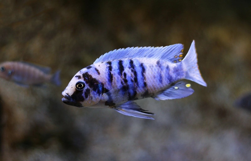 Maylandia zebra 'Masinje'